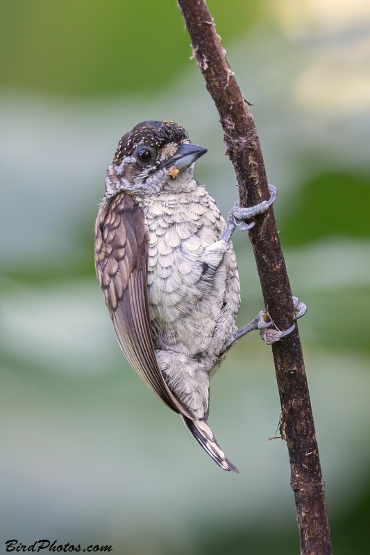 Scaled Piculet