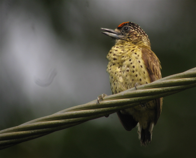 Scaled Piculet