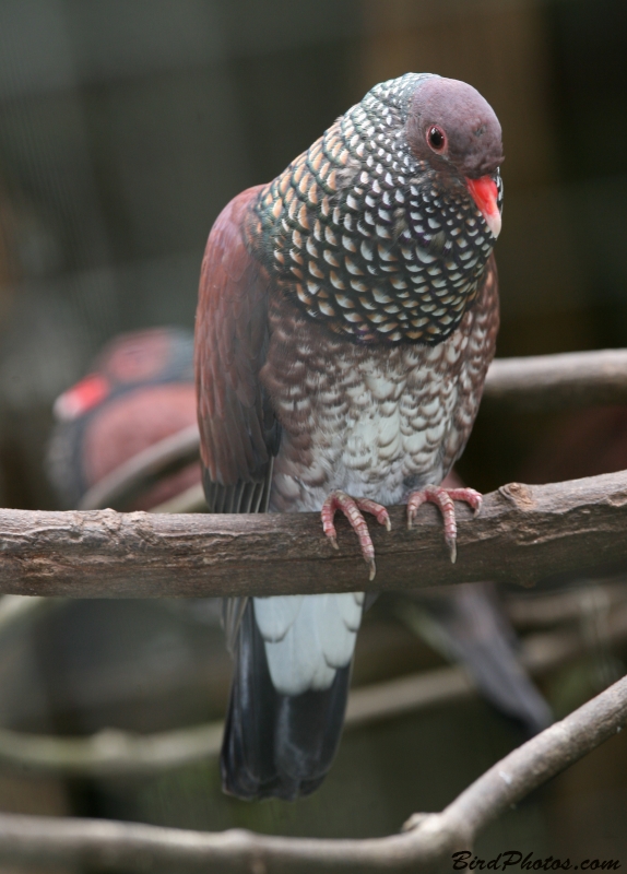 Scaled Pigeon