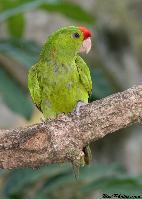 Scarlet-fronted Parakeet