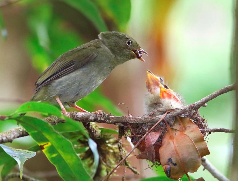 Scarlet-horned Manakin