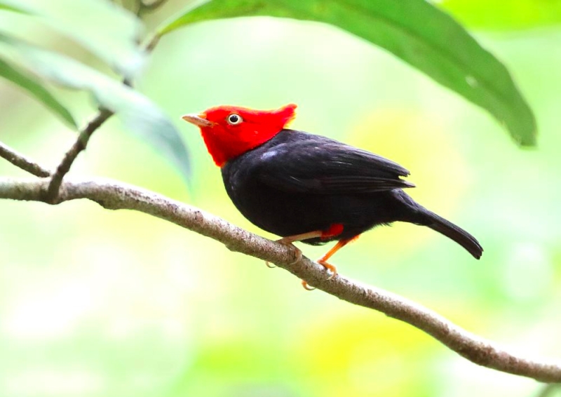 Scarlet-horned Manakin