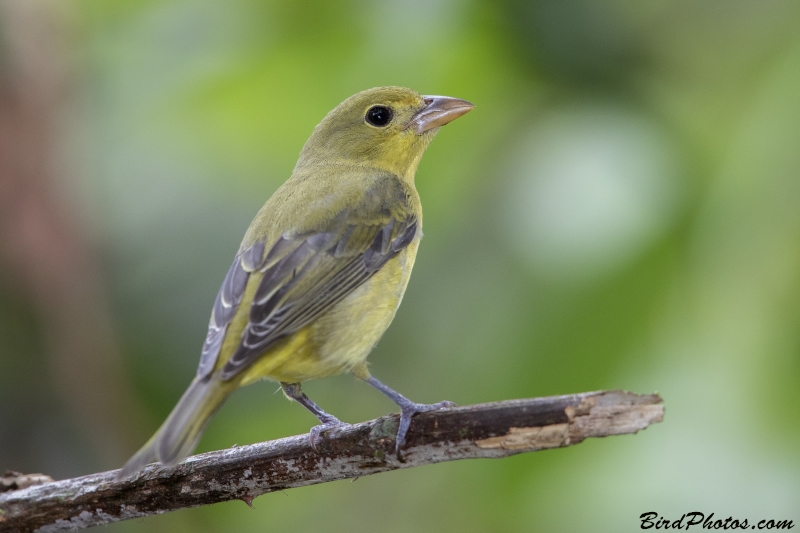 Scarlet Tanager