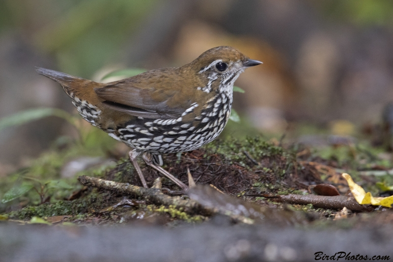 Schwartz's Antthrush