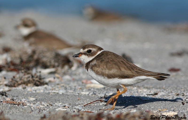 Semipalmated Plover