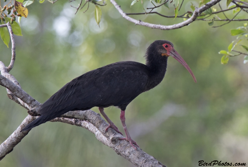 Sharp-tailed Ibis