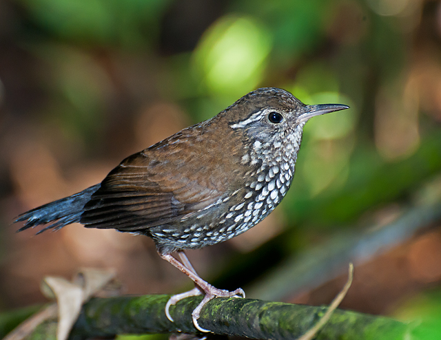 Sharp-tailed Streamcreeper