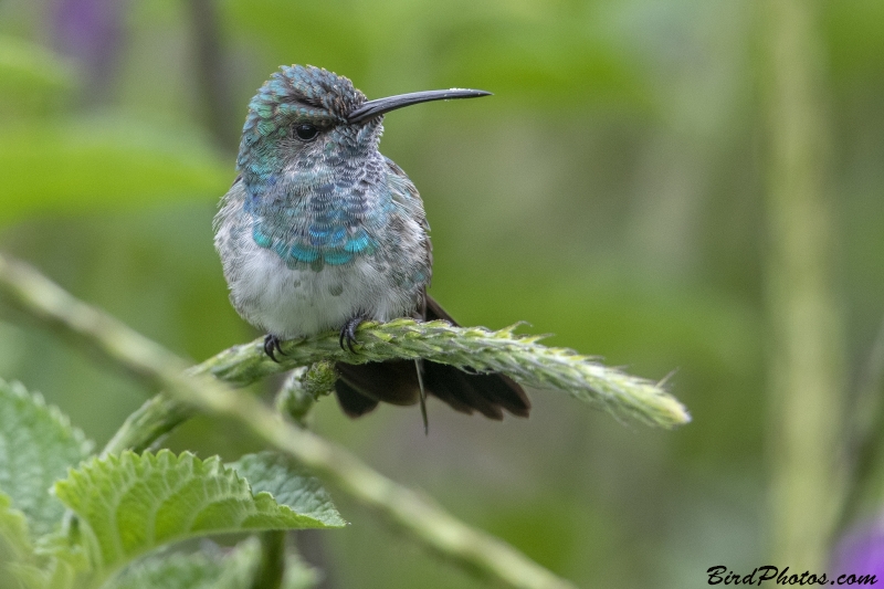 Shining-green Hummingbird