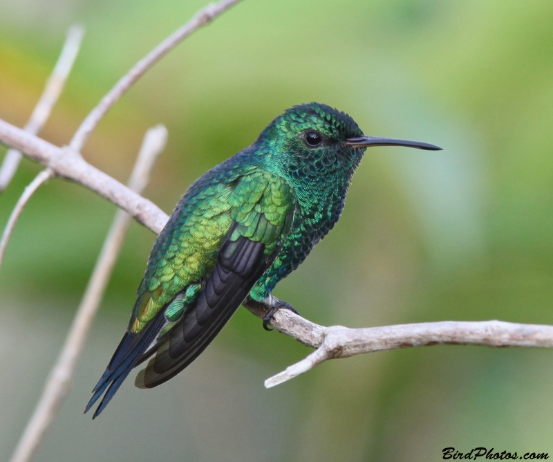 Shining-green Hummingbird