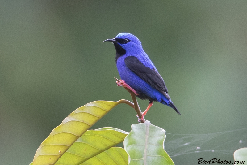 Short-billed Honeycreeper