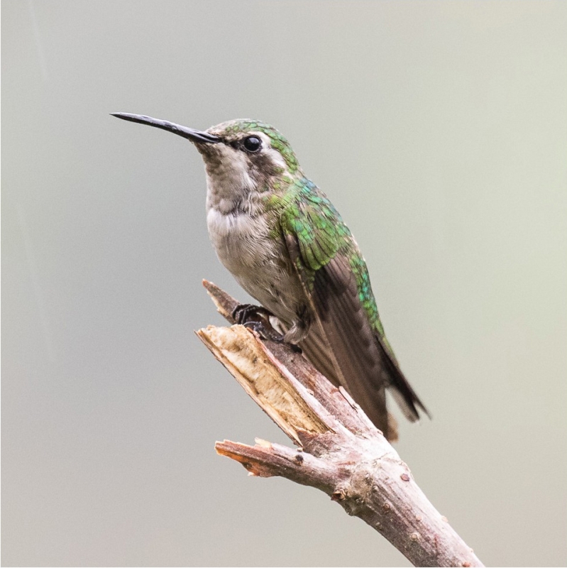 Short-tailed Emerald