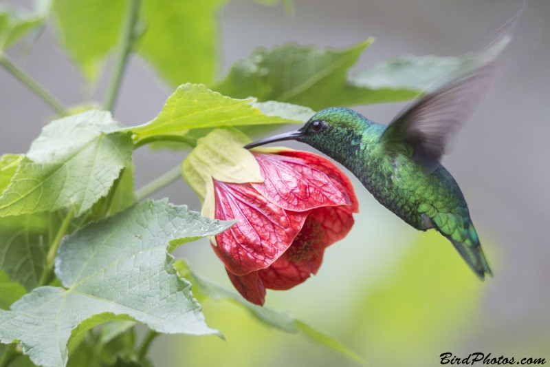 Short-tailed Emerald