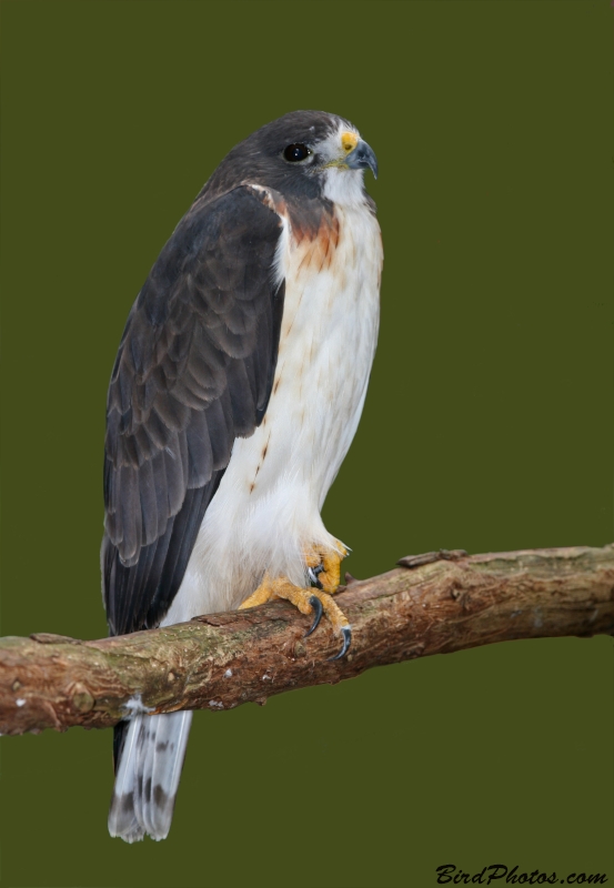 Short-tailed Hawk