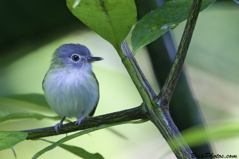 Short-tailed Pygmy Tyrant