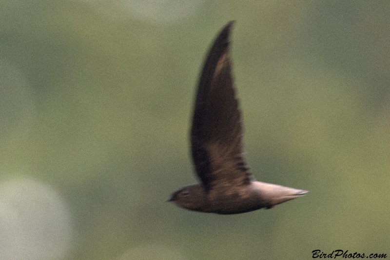 Short-tailed Swift