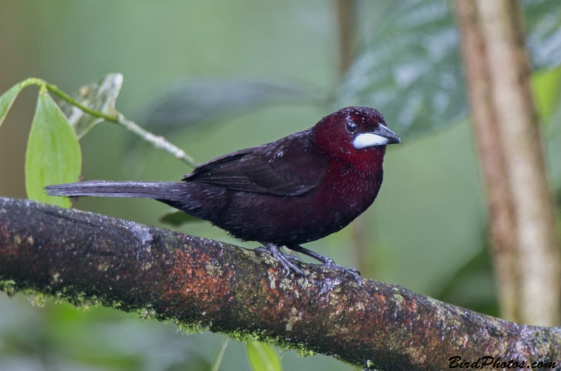 Silver-beaked Tanager