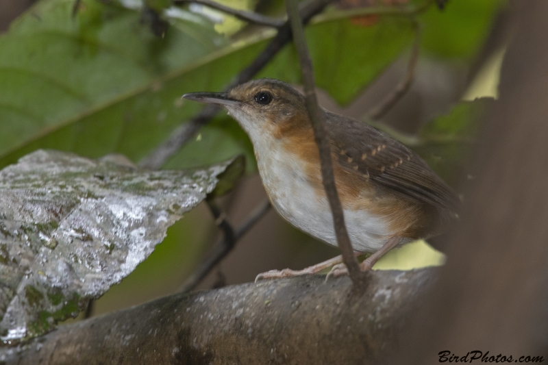 Silvered Antbird