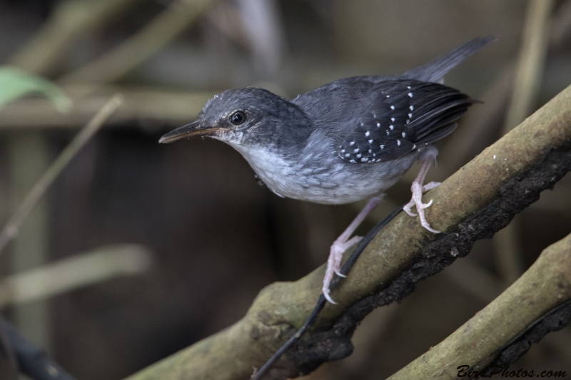 Silvered Antbird