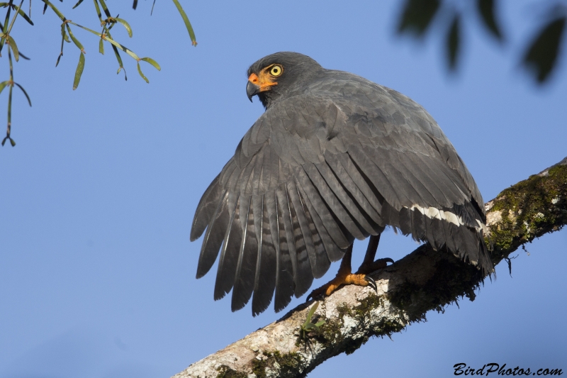 Slate-colored Hawk