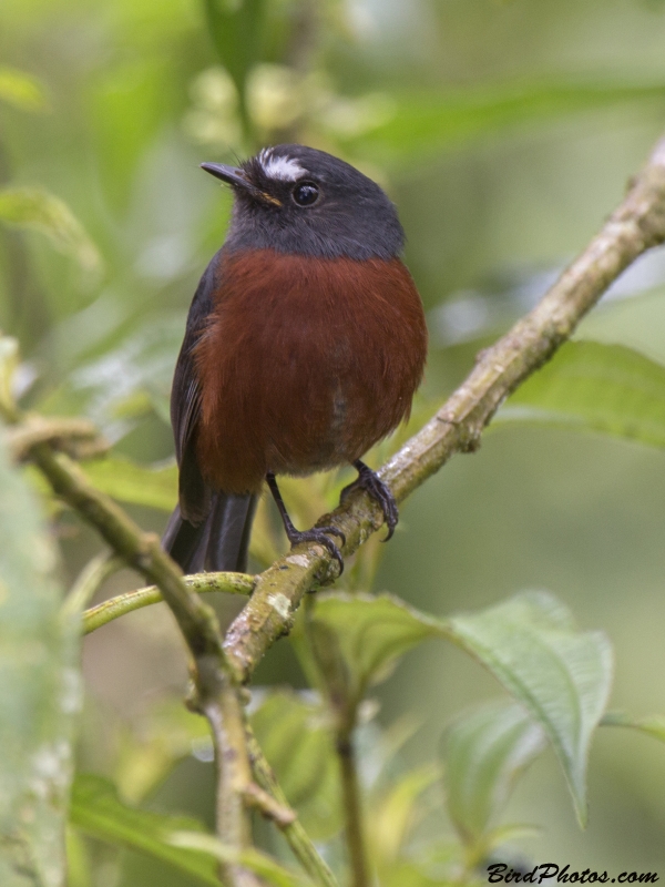 Slaty-backed Chat-Tyrant