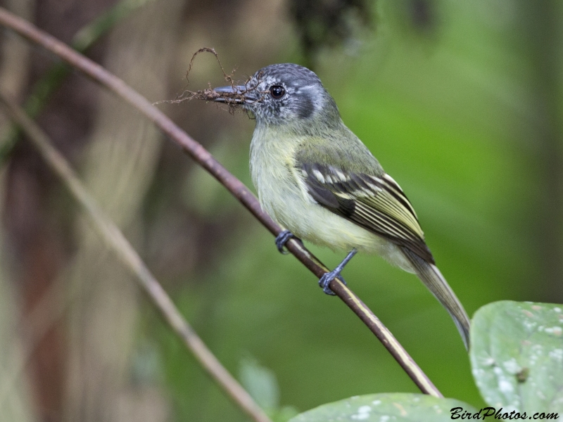 Slaty-capped Flycatcher