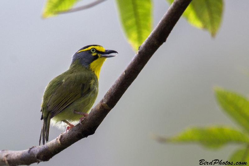 Slaty-capped Shrike-Vireo
