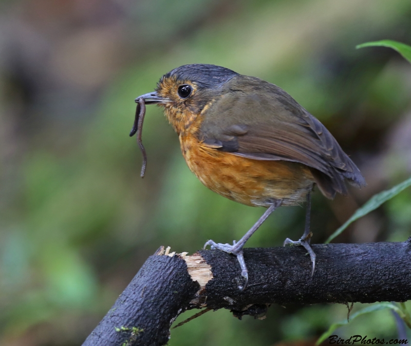 Slaty-crowned Antpitta