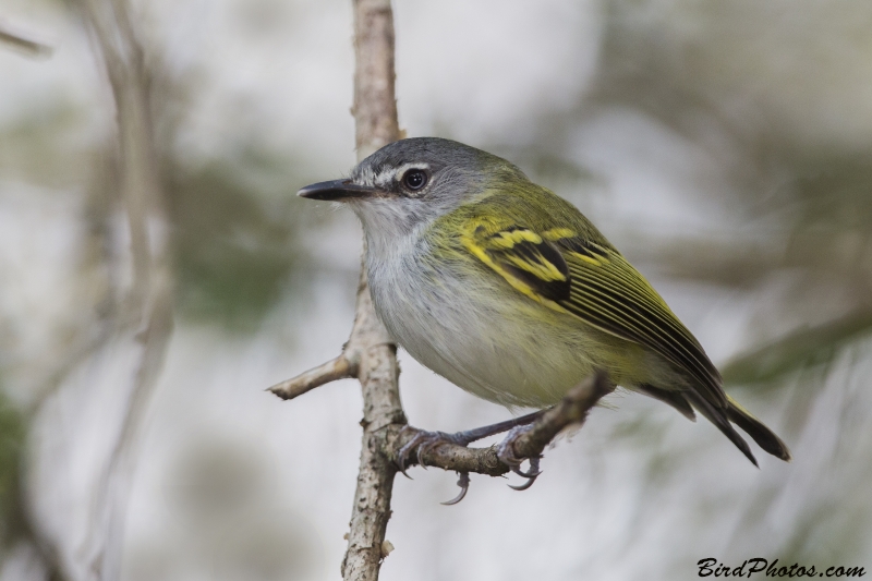 Slaty-headed Tody-Flycatcher