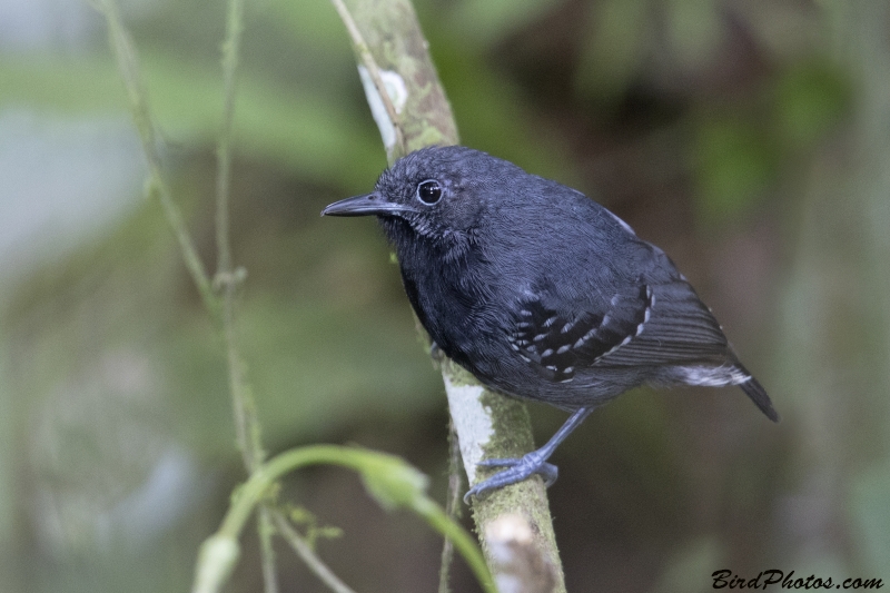 Slaty Antwren