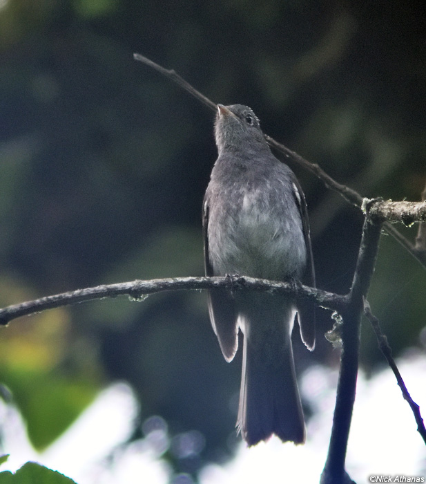 Slaty Elaenia