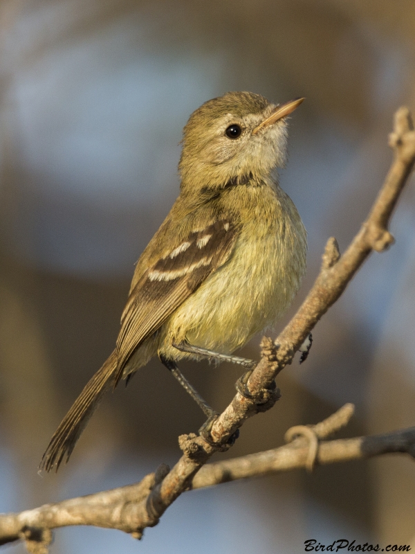 Slender-billed Inezia