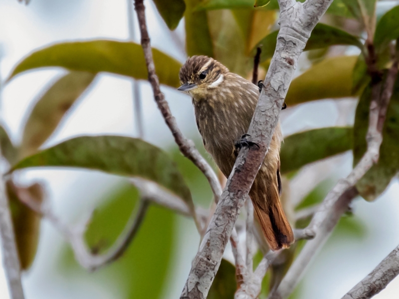 Slender-billed Xenops