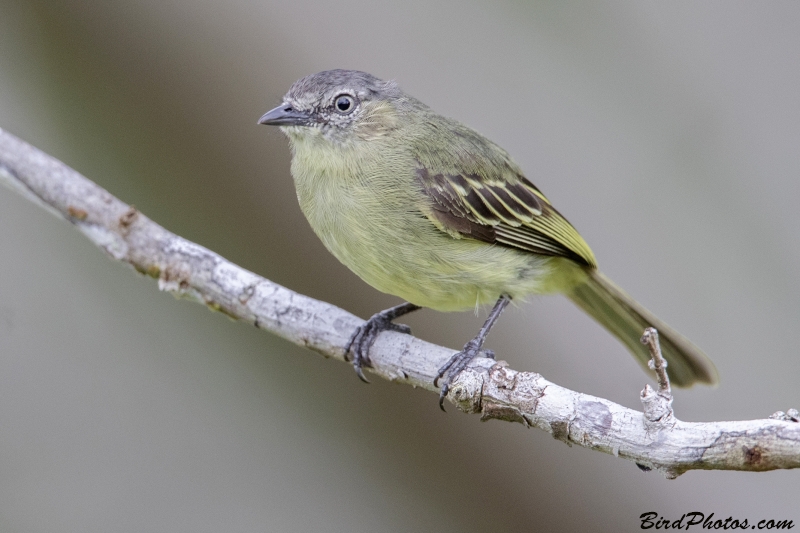 Slender-footed Tyrannulet