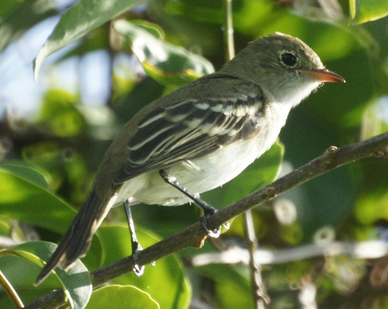 Small-billed Elaenia