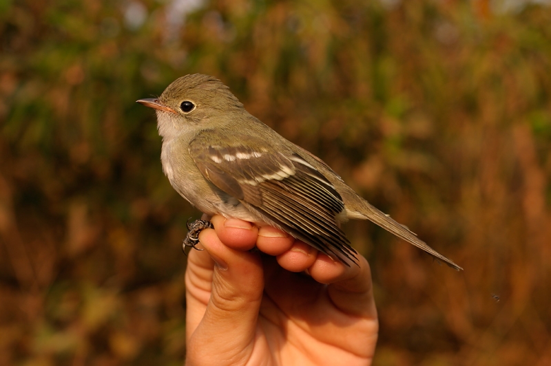 Small-billed Elaenia