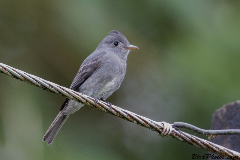 Smoke-colored Pewee