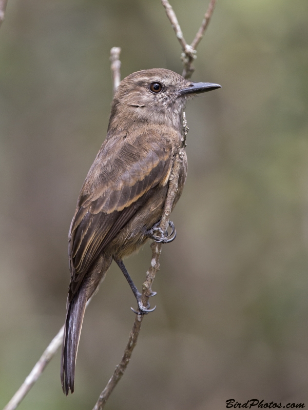 Smoky Bush Tyrant