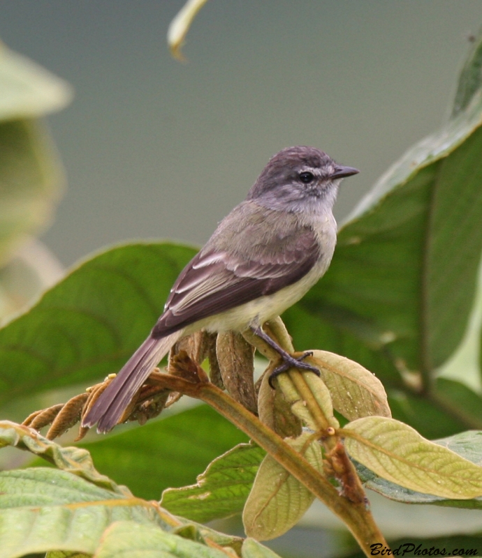 Sooty-headed Tyrannulet