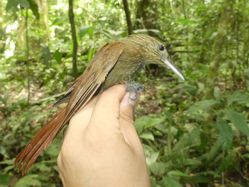 Southern Long-tailed Woodcreeper