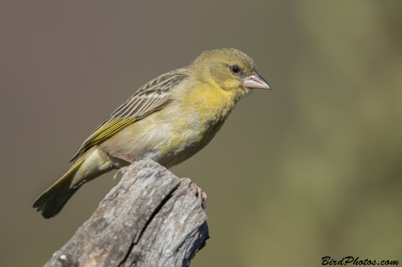 Southern Masked Weaver