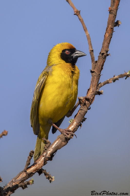 Southern Masked Weaver