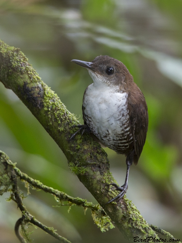 Southern Nightingale-Wren