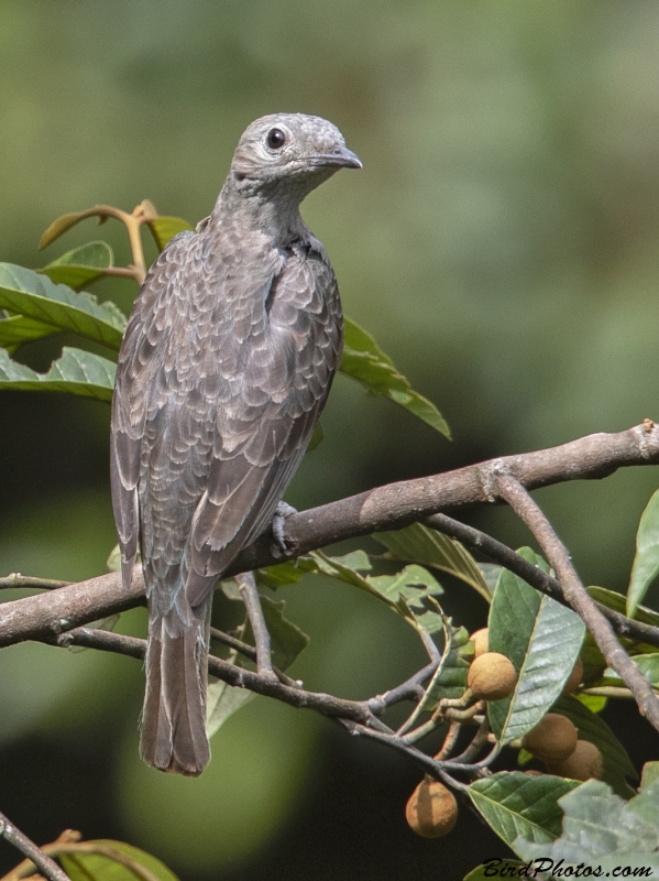 Spangled Cotinga