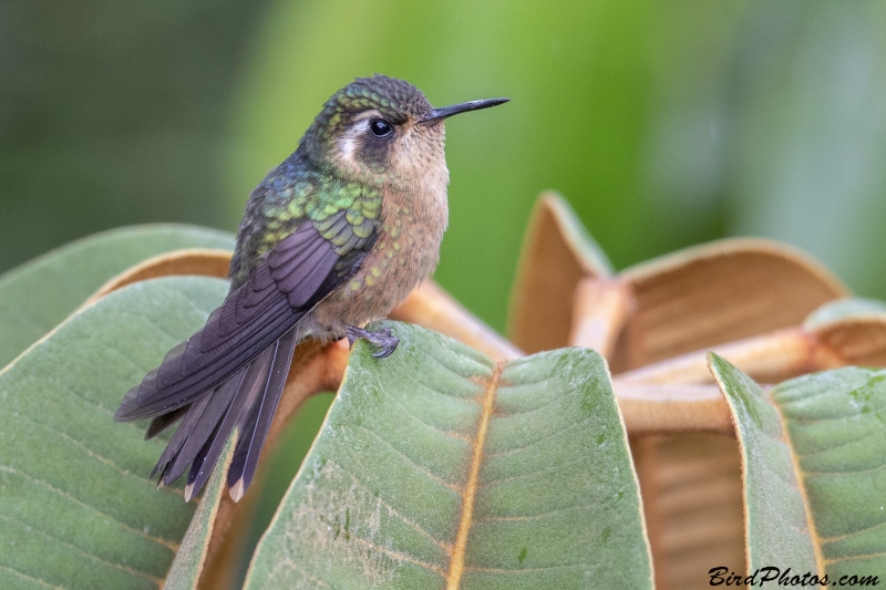 Speckled Hummingbird