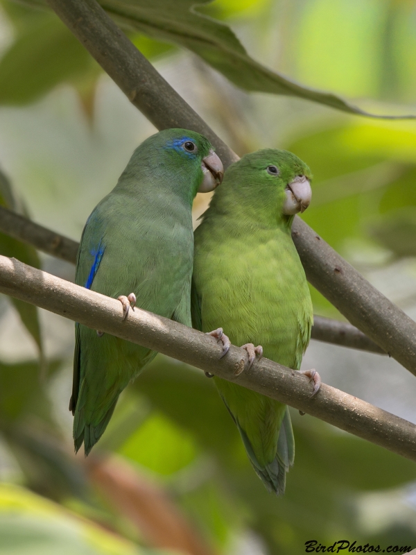 Spectacled Parrotlet