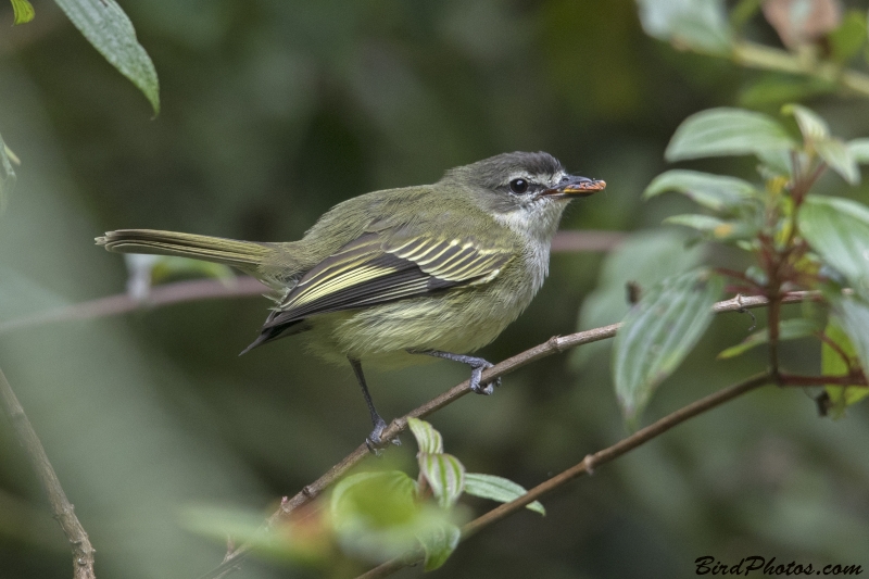 Spectacled Tyrannulet