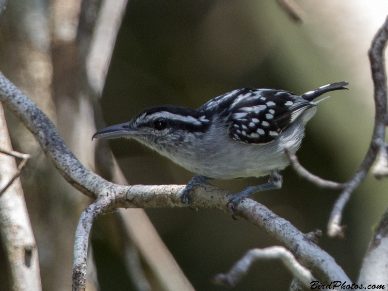 Spot-backed Antwren