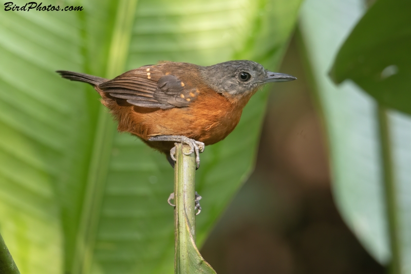 Spot-winged Antbird