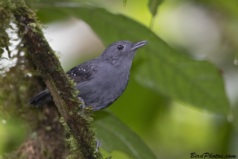 Spot-winged Antbird