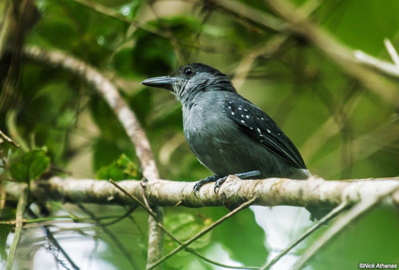 Spot-winged Antshrike